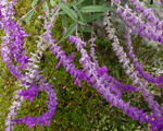 庭先の紫色の花