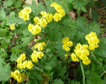 山に咲く黄色い花