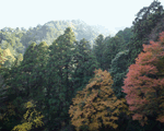 色づく秋の山